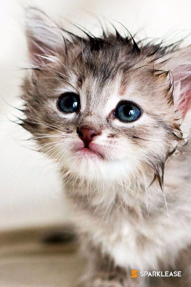 2021 Cadillac CT4 4dr Sdn Premium Luxury, Winnipeg, 全款车